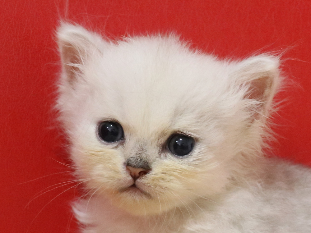 ペルシャチンチラの子猫