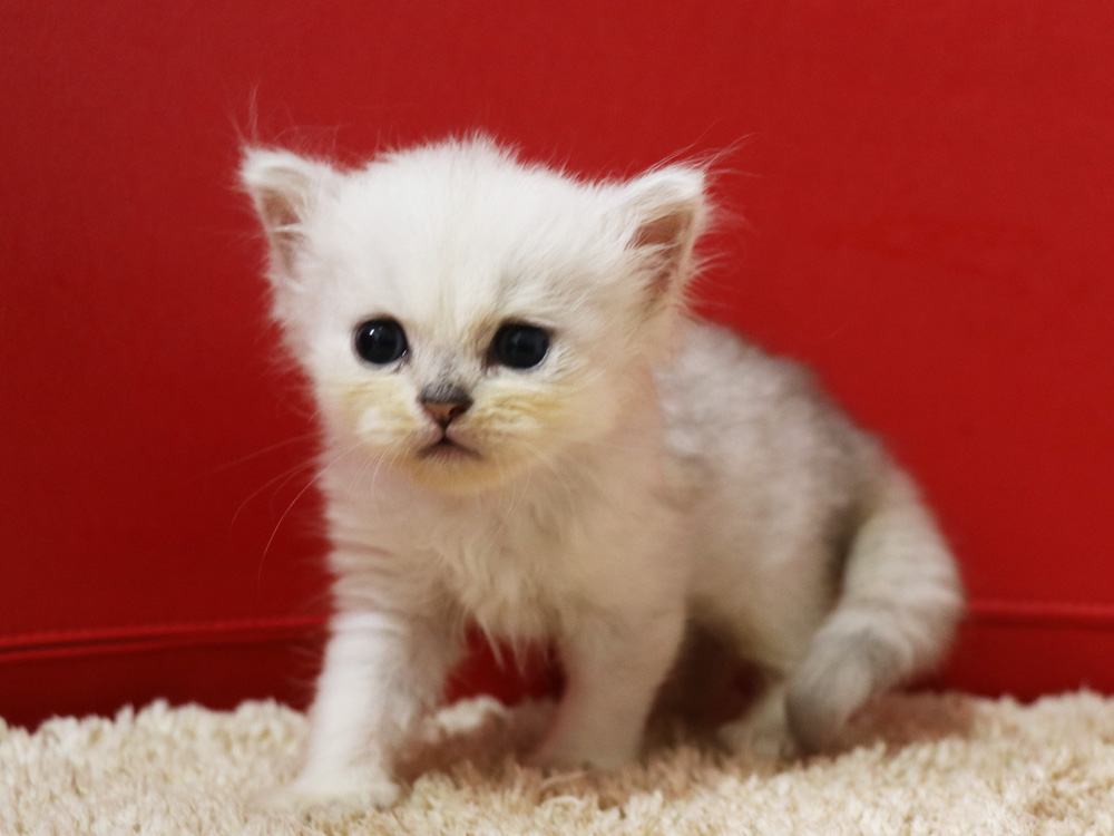 ペルシャチンチラの子猫
