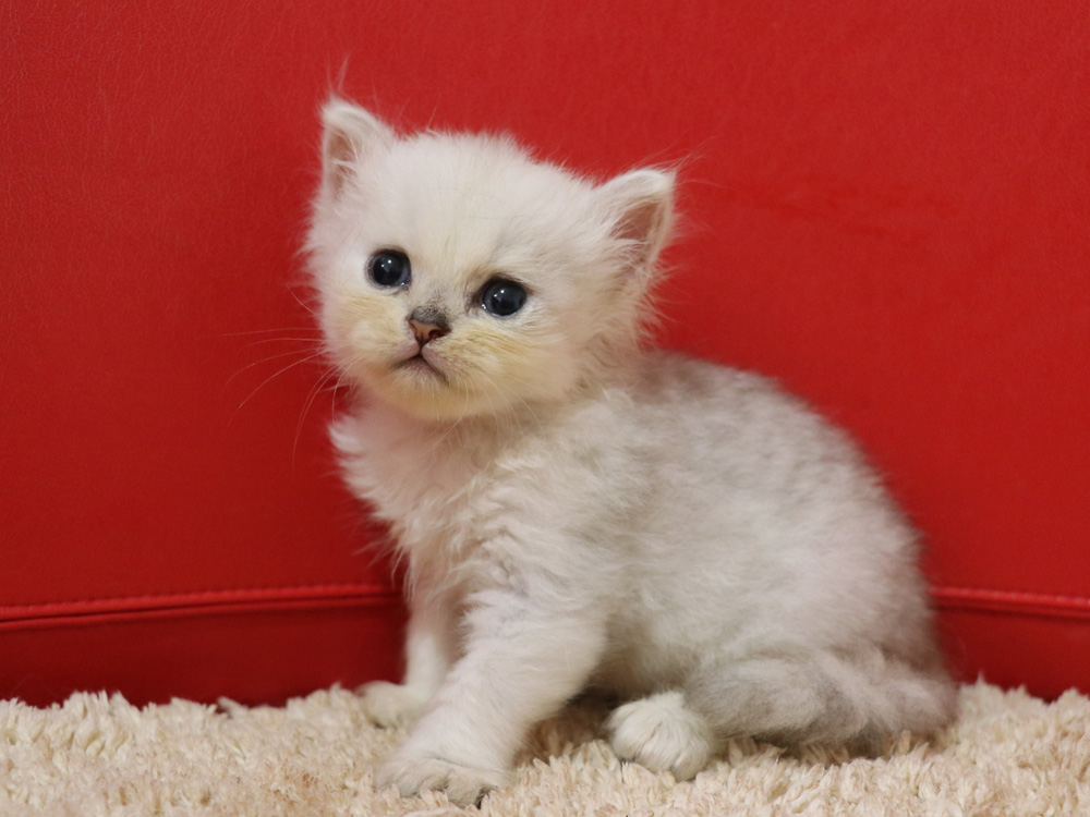 ペルシャチンチラの子猫