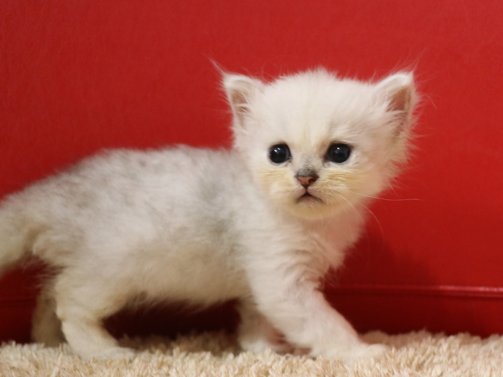 ペルシャチンチラの子猫