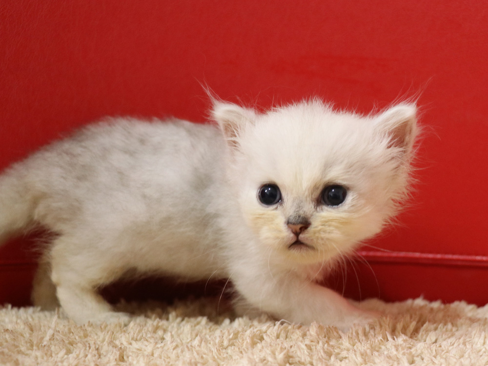 ペルシャチンチラの子猫