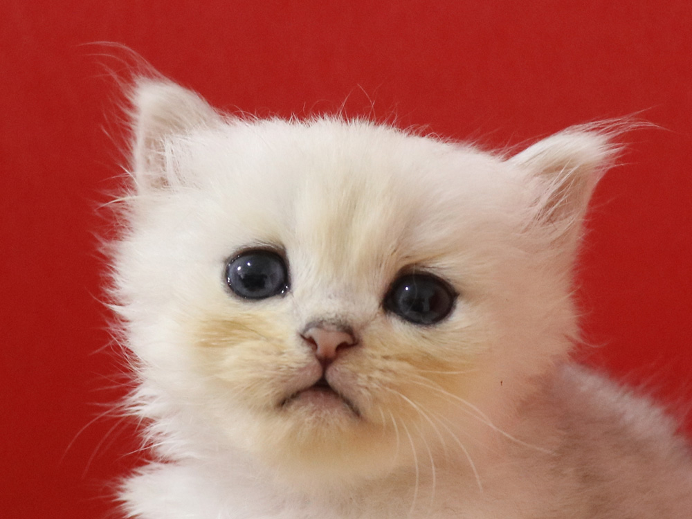 ペルシャチンチラの子猫