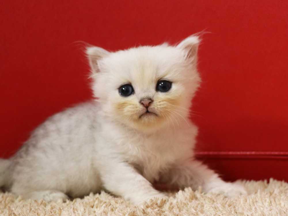 ペルシャチンチラの子猫