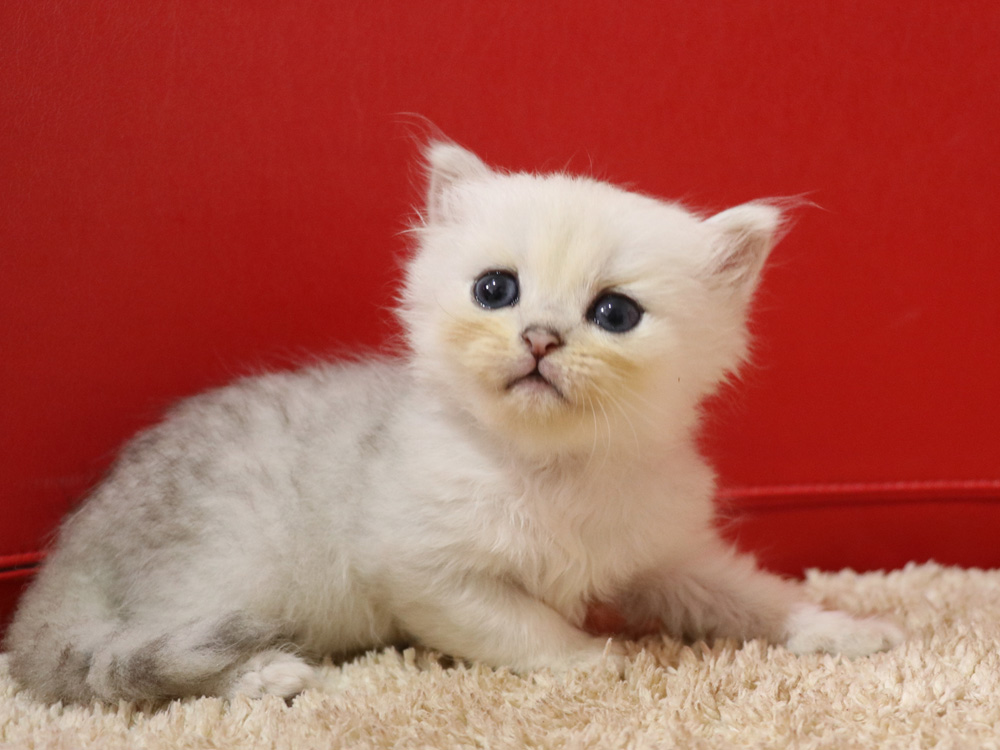 ペルシャチンチラの子猫