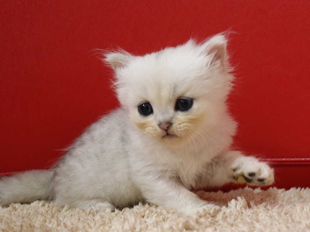 ペルシャチンチラの子猫