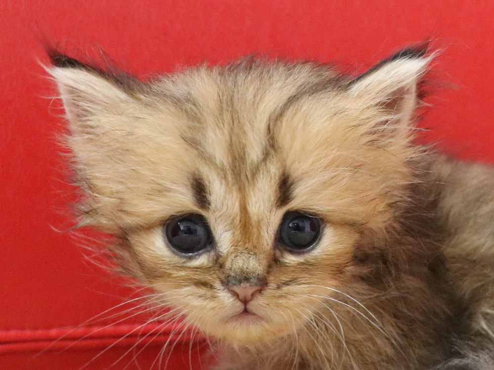 ペルシャチンチラの子猫