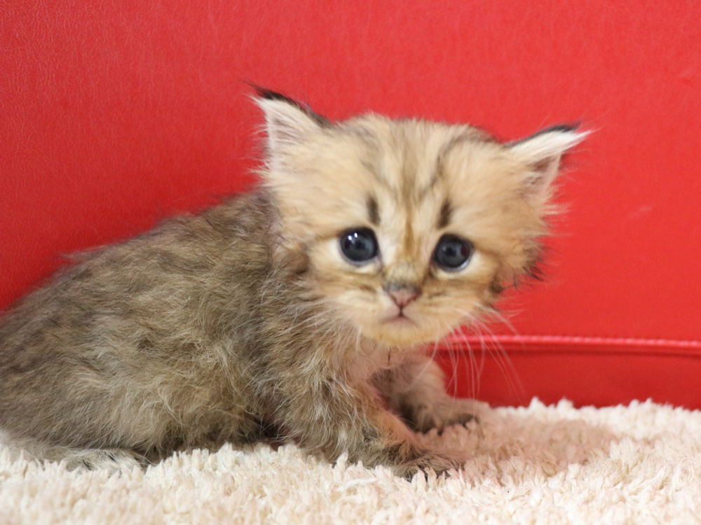ペルシャチンチラの子猫