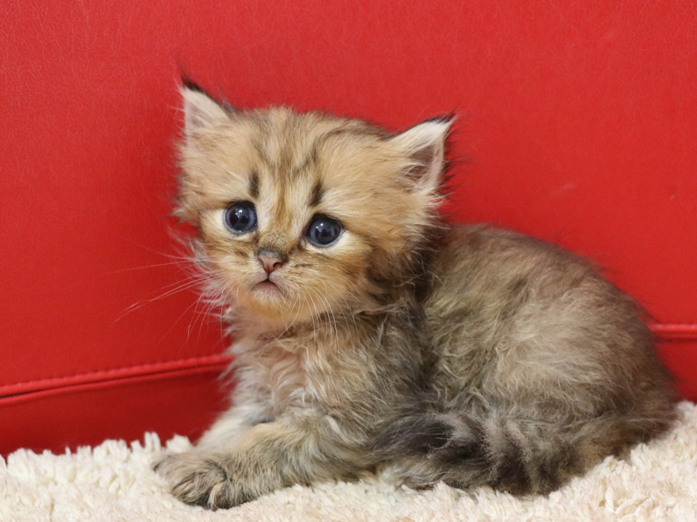 ペルシャチンチラの子猫
