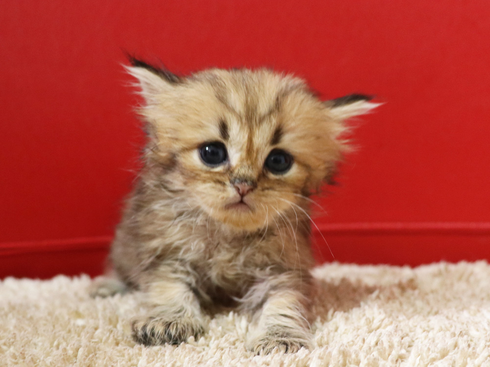 ペルシャチンチラの子猫
