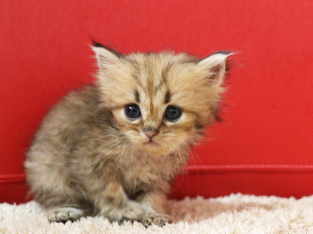 ペルシャチンチラの子猫