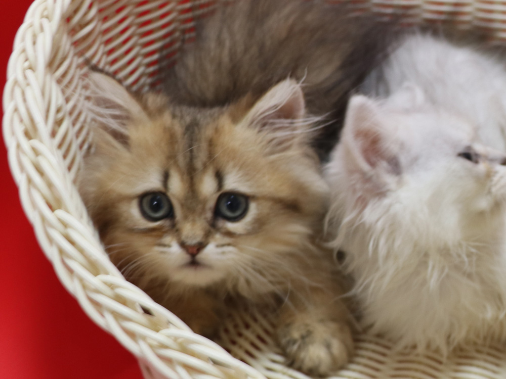 ペルシャチンチラの子猫