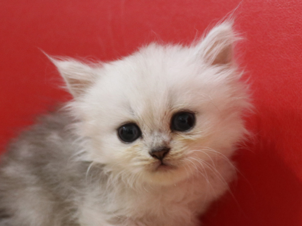 ペルシャチンチラの子猫