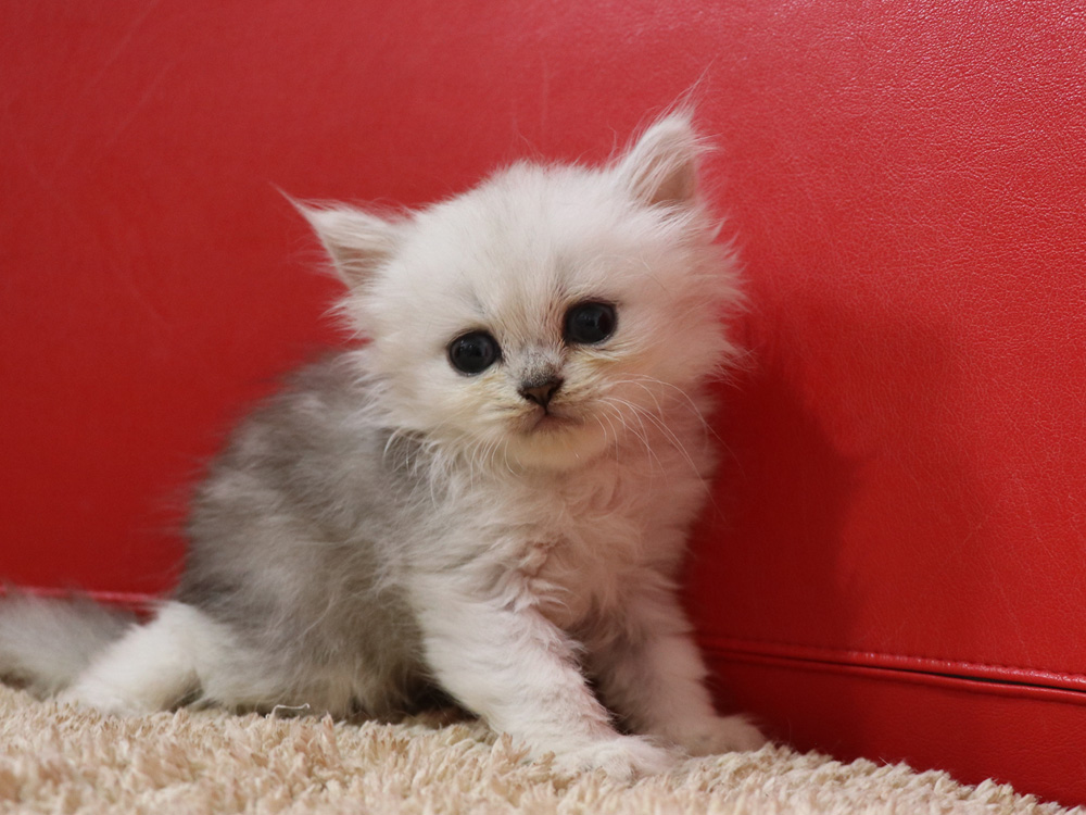 ペルシャチンチラの子猫