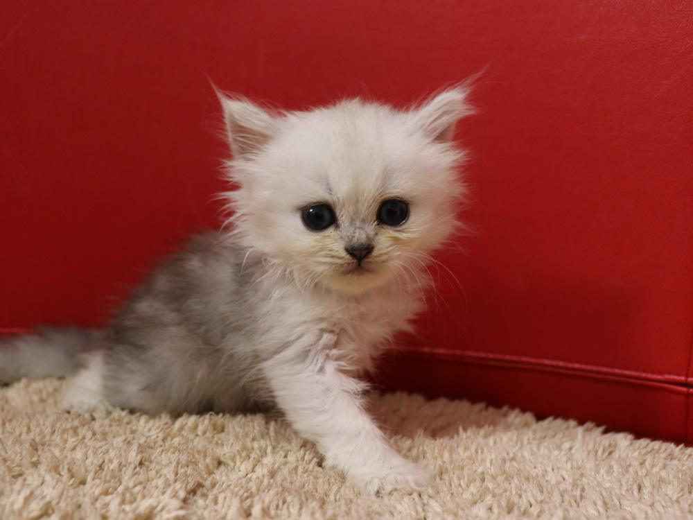 ペルシャチンチラの子猫