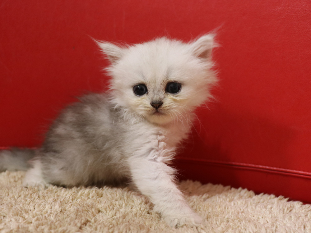 ペルシャチンチラの子猫