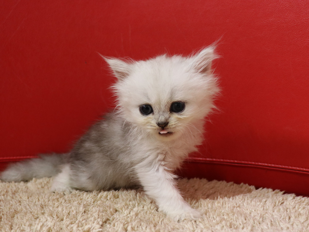 ペルシャチンチラの子猫