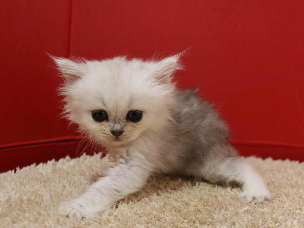 ペルシャチンチラの子猫