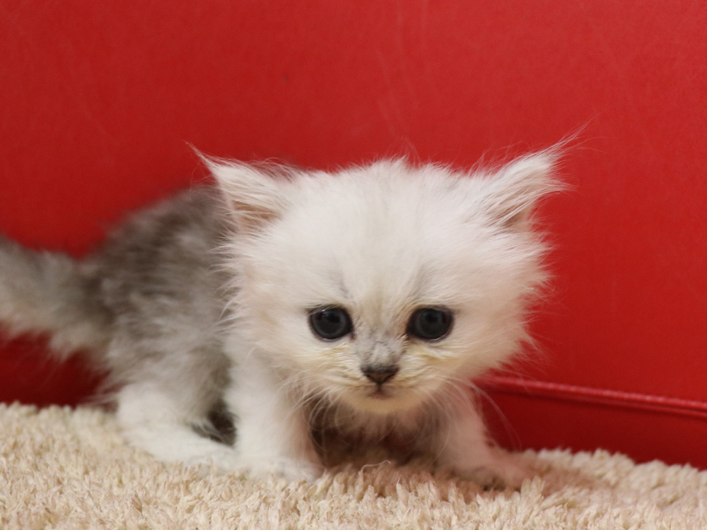 ペルシャチンチラの子猫