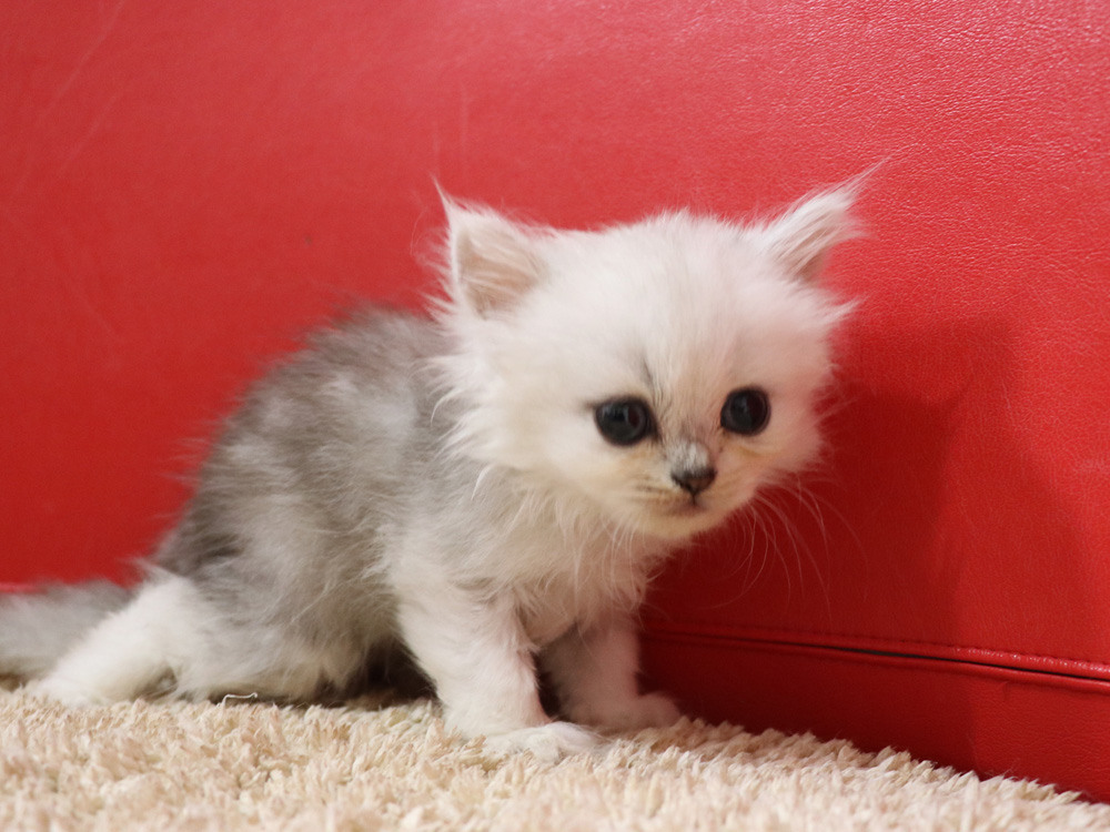 ペルシャチンチラの子猫