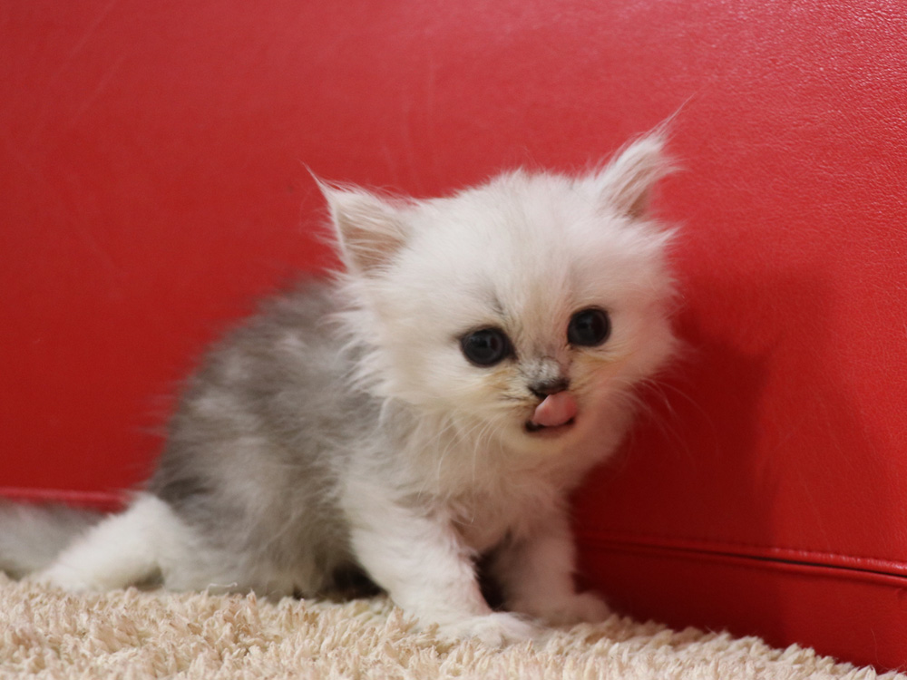 ペルシャチンチラの子猫