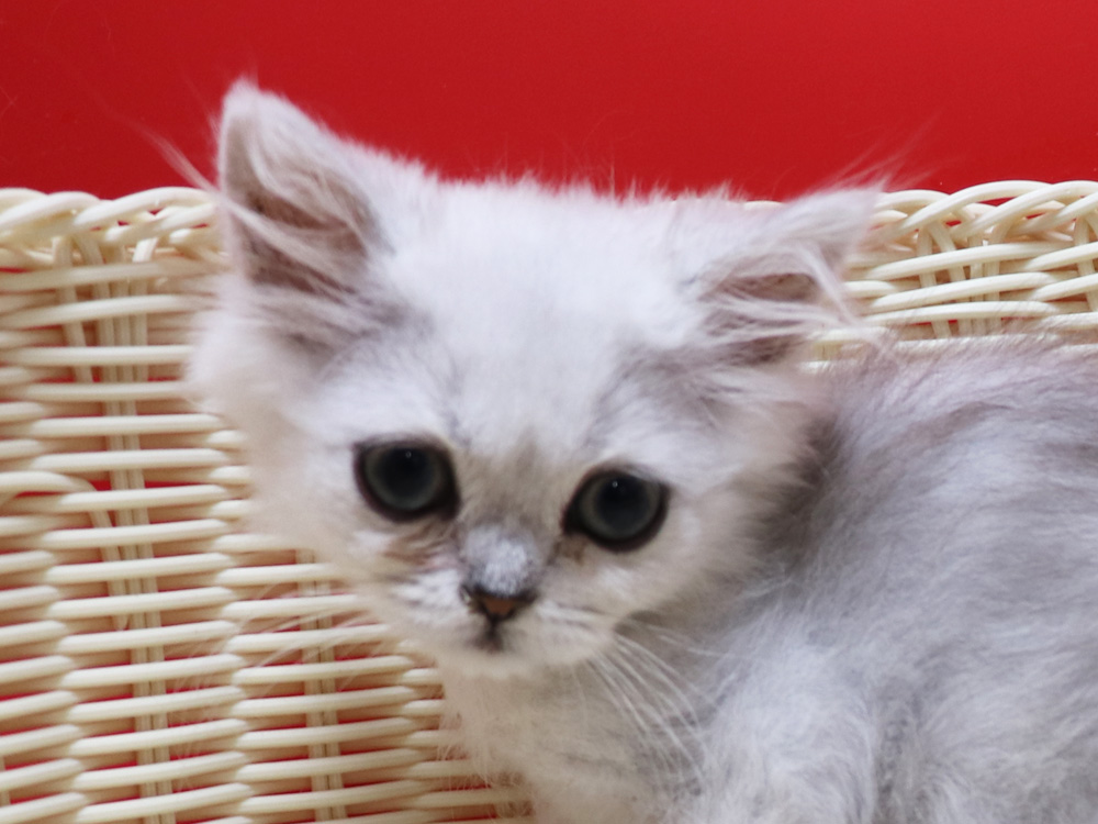 ペルシャチンチラの子猫