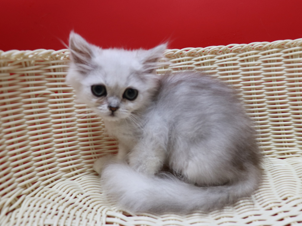 ペルシャチンチラの子猫
