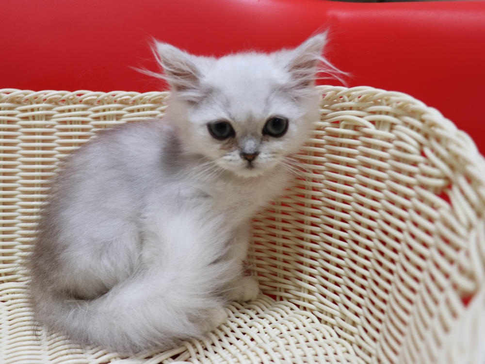 ペルシャチンチラの子猫