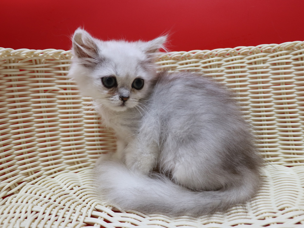 ペルシャチンチラの子猫