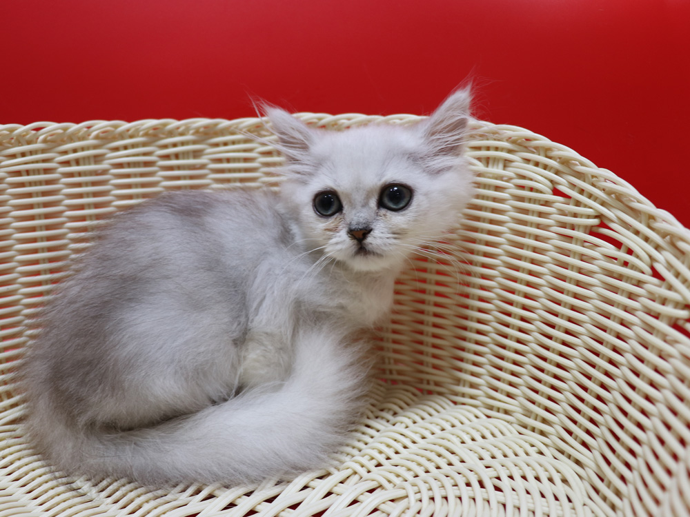 ペルシャチンチラの子猫
