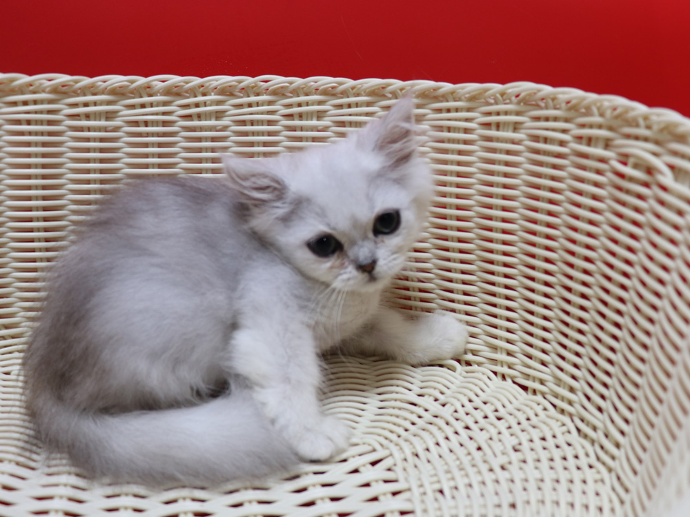 ペルシャチンチラの子猫