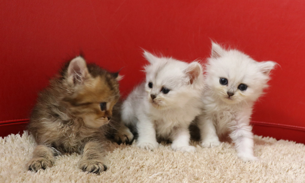 ペルシャチンチラの子猫