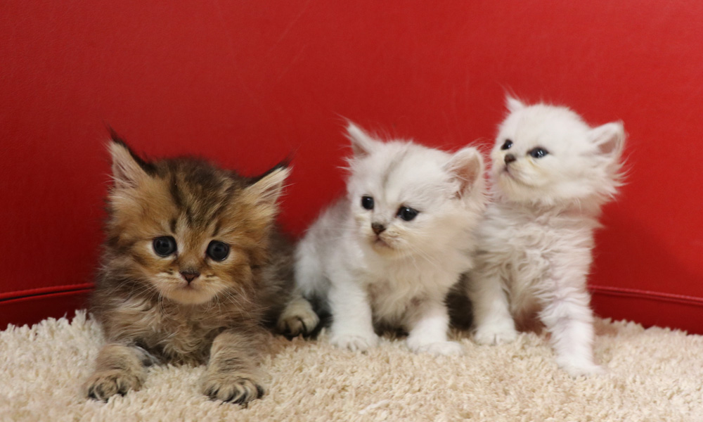 ペルシャチンチラの子猫