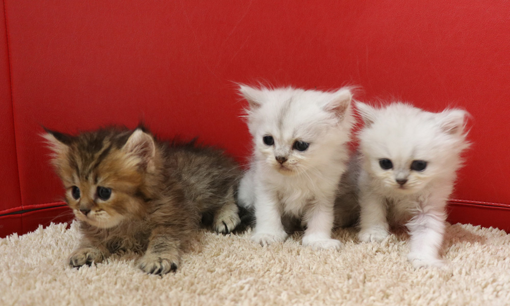 ペルシャチンチラの子猫