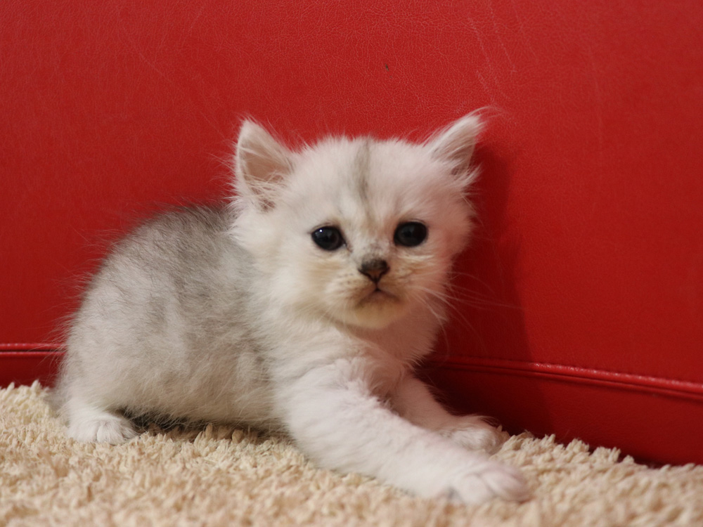 ペルシャチンチラの子猫
