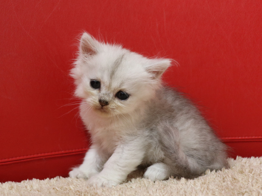 ペルシャチンチラの子猫