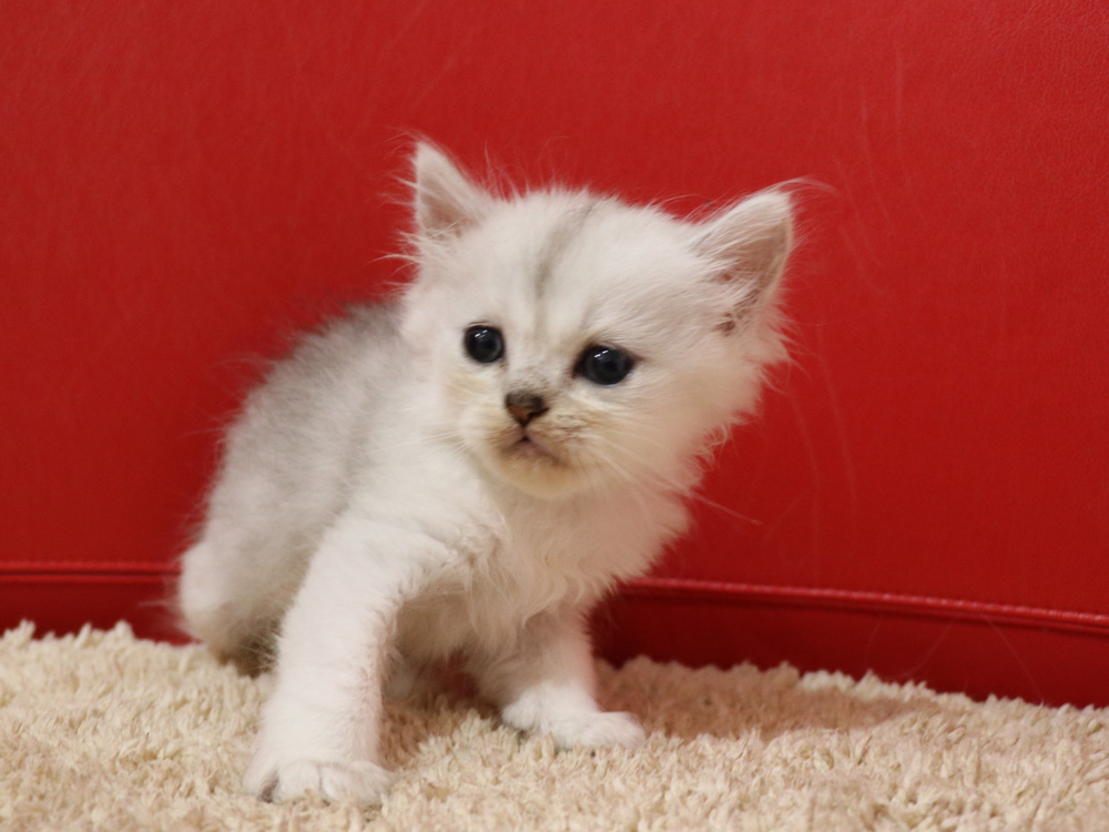 ペルシャチンチラの子猫