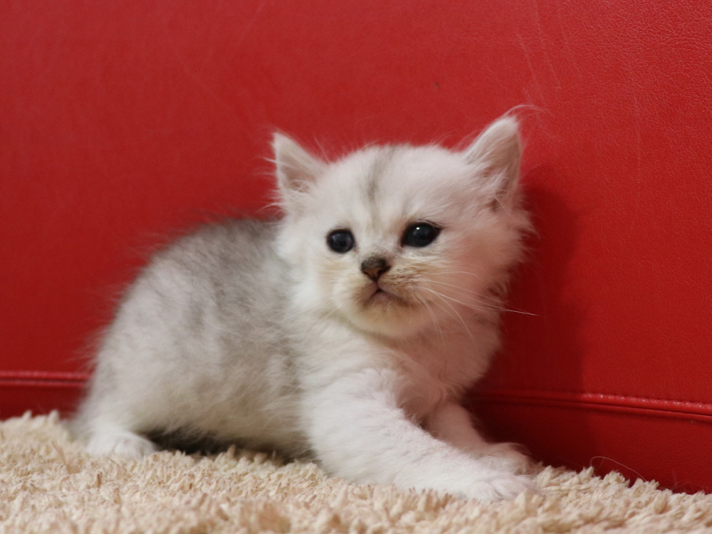 ペルシャチンチラの子猫