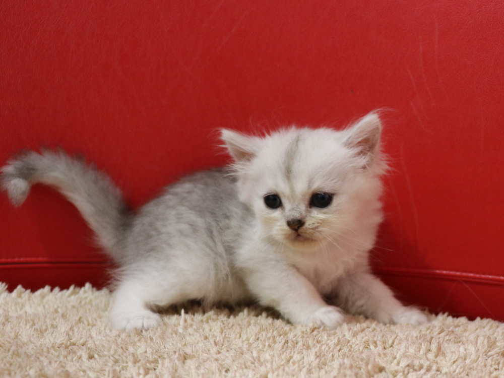 ペルシャチンチラの子猫