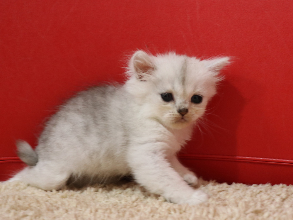 ペルシャチンチラの子猫