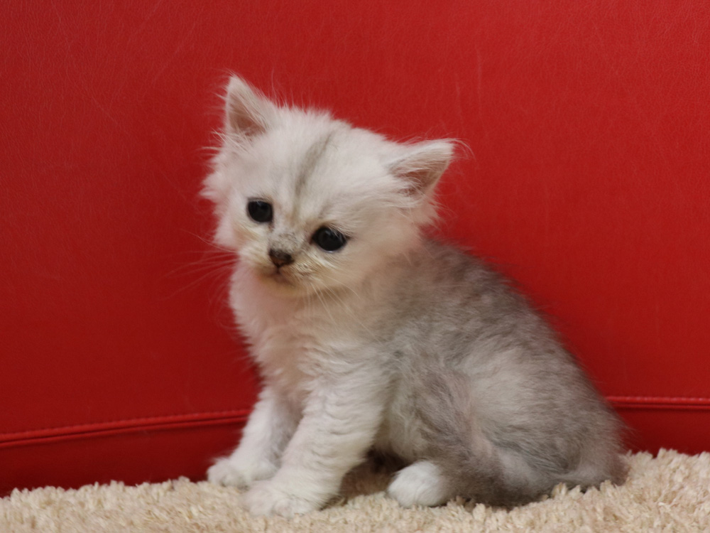 ペルシャチンチラの子猫