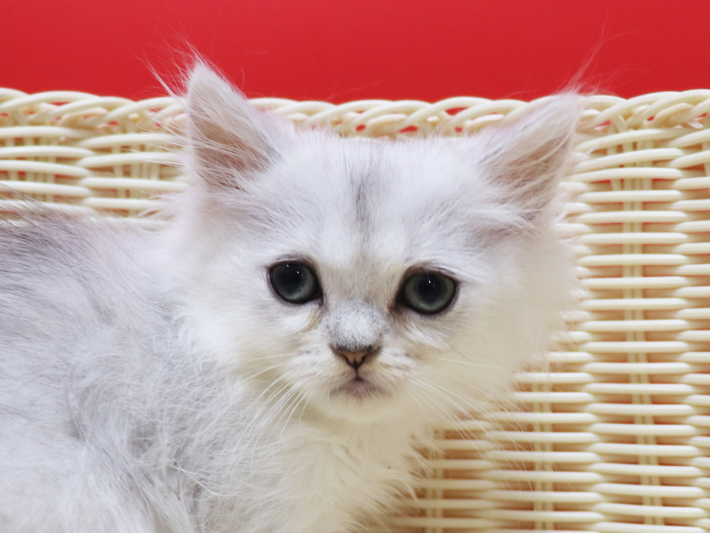 ペルシャチンチラの子猫