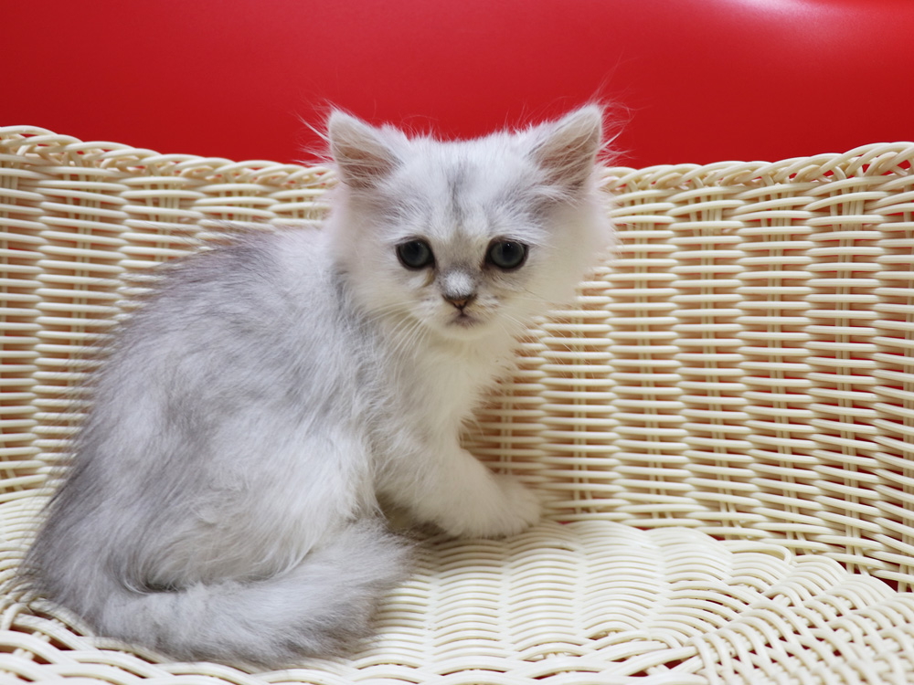 ペルシャチンチラの子猫