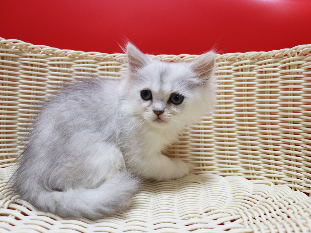 ペルシャチンチラの子猫