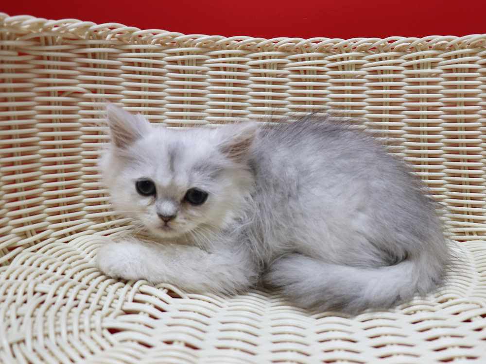 ペルシャチンチラの子猫