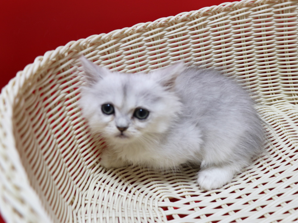 ペルシャチンチラの子猫