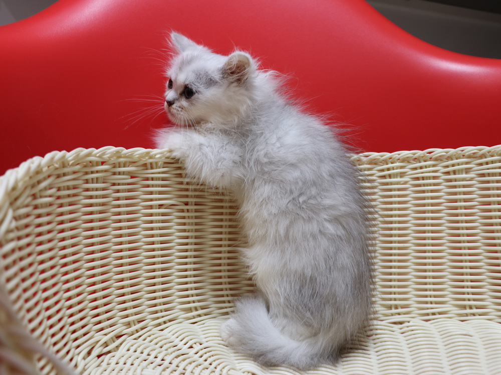 ペルシャチンチラの子猫