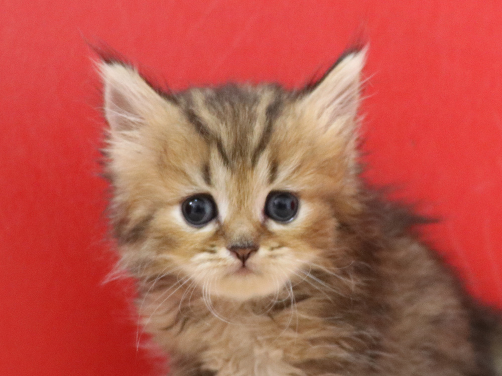 ペルシャチンチラの子猫