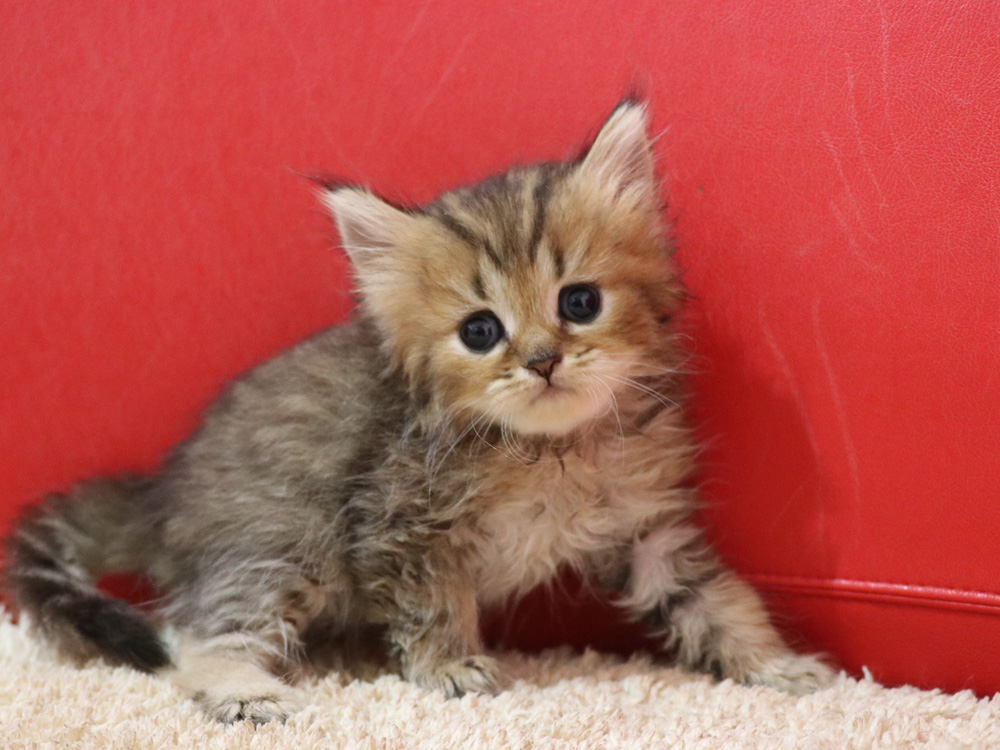 ペルシャチンチラの子猫