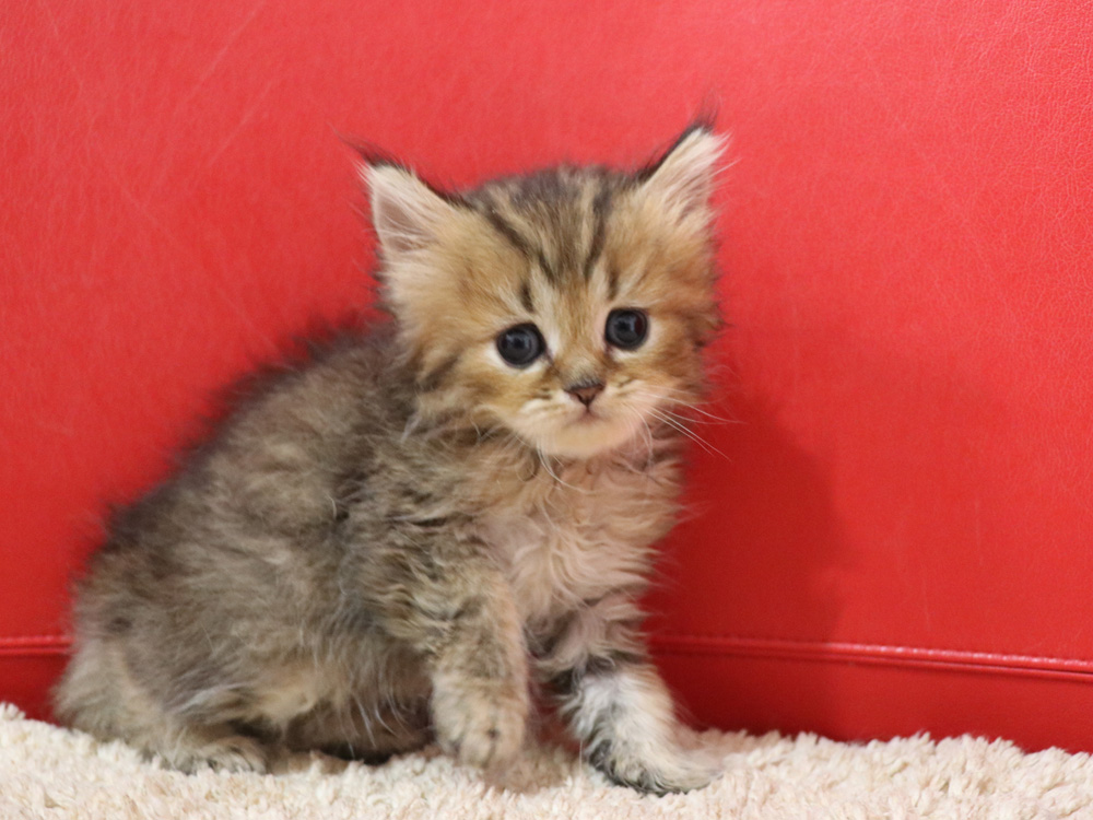 ペルシャチンチラの子猫