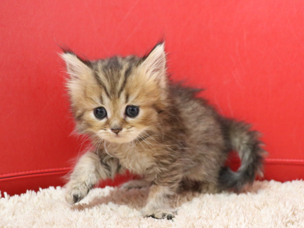 ペルシャチンチラの子猫